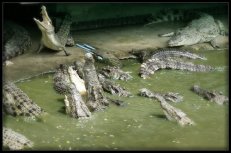 Крокодиловая ферма, Санутпракан