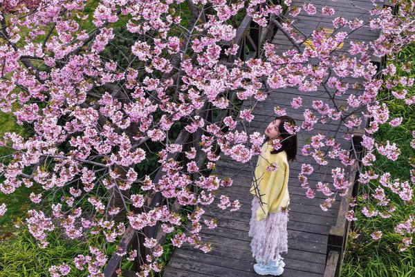 Тур в Шанхай на цветение сакуры! - Экскурсии включены, виз не нужно!